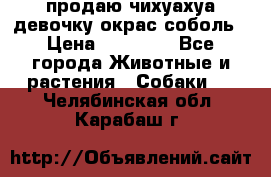 продаю чихуахуа девочку,окрас соболь › Цена ­ 25 000 - Все города Животные и растения » Собаки   . Челябинская обл.,Карабаш г.